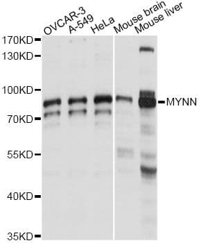 MYNN Antibody