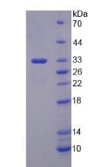 Rat CYP1A2 Protein (Recombinant His, N-Terminal)