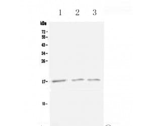 Polyclonal Rabbit anti-Mouse XCL1 / Lymphotactin Antibody (WB)