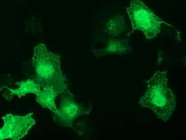 GAS7 Antibody (clone OTI8H10, Carrier-free)