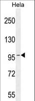 COG3 Antibody (aa666-695)