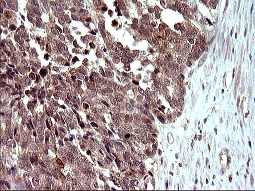 EMC8 / COX4NB Antibody (clone OTI1D6)
