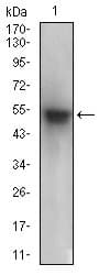 PON1 / ESA Antibody (aa20-155, clone 4G8D3)