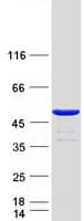 Human CFDP1 Protein (Recombinant Myc-DDK (Flag))