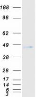 Human NPDC1 Protein (Recombinant Myc-DDK (Flag))