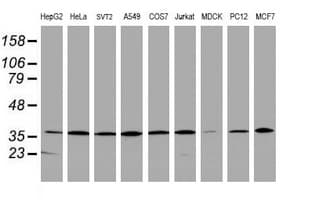 APEX1 / APE1 Antibody (clone OTI4D9)