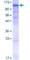 Human LRRC8B Protein (Recombinant GST)