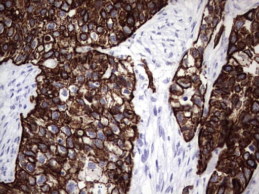 ENKUR Antibody (clone OTI6C10, Carrier-free)