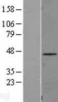 FAM110B / C8orf72 Protein (Over-Expression Lysate Myc-DDK (Flag))