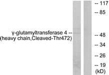 GGT7 Antibody (aa423-472)