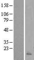CALCA Protein (Over-Expression Lysate Myc-DDK (Flag))