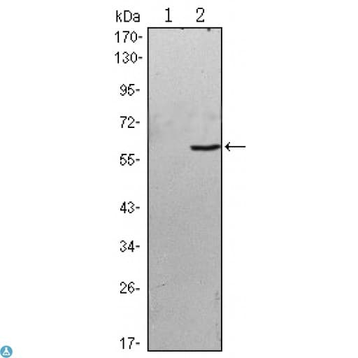 BLK Antibody
