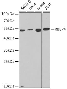 Polyclonal Rabbit anti-Human RBBP4 / RBAP48 Antibody (IF, WB)