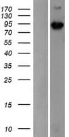 MAP3K15 / ASK3 Protein (Over-Expression Lysate Myc-DDK (Flag))
