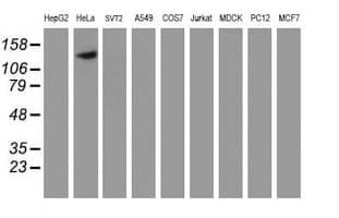 CAPN9 / Calpain 9 Antibody (clone OTI2G1)
