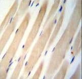 CHST3 Antibody (aa25-54)