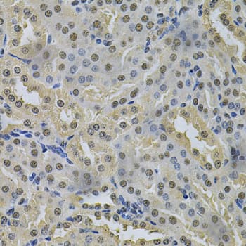 NRF1 / NRF-1 Antibody