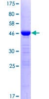 Human RBM8A / Y14 Protein (Recombinant GST)