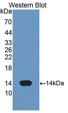 CYCS / Cytochrome c Antibody (aa5-100)