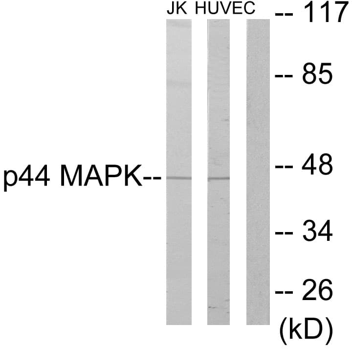 Polyclonal Rabbit anti-Human MAPK3 / ERK1 Antibody (aa161-210, WB)