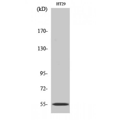 CYP2D6 Antibody (220-300 aa, Internal)