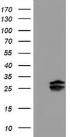 PLDN / Pallidin Antibody (clone OTI1H9)