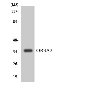 Polyclonal Rabbit anti-Human OR3A2 Antibody (aa226-275, WB)