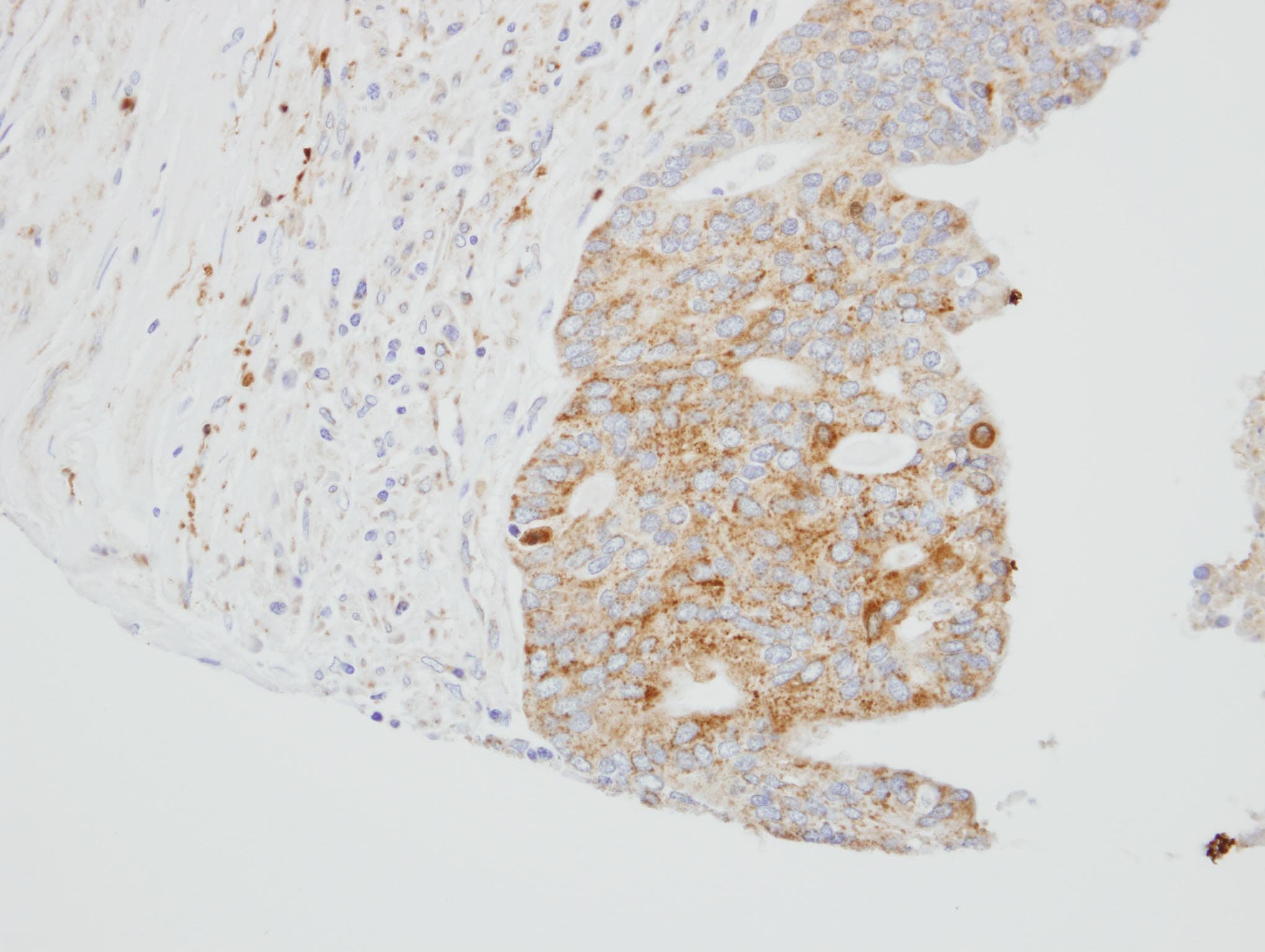 SUOX / Sulfite Oxidase Antibody (aa1-291)