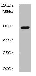 RBM41 Antibody
