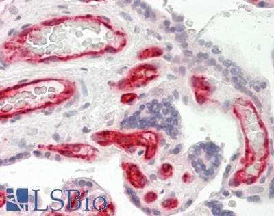CD32B Antibody (C-Terminus)