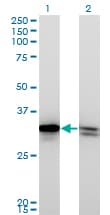 IHC-plus™ HMG1 / HMGB1 Antibody (clone 1B11)