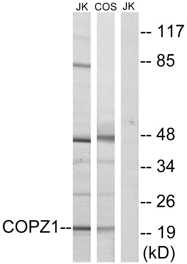 COPZ1 Antibody (aa11-60)