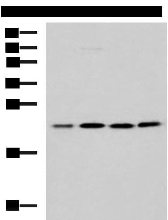 MRPL40 Antibody