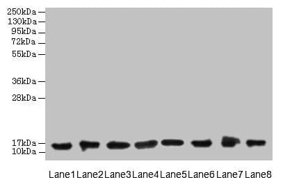 IHC-plus™ Polyclonal Rabbit anti-Human CLP / COTL1 Antibody (IHC, WB)