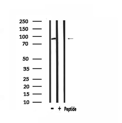 MASTL / GW Antibody