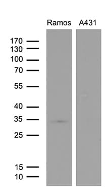 DAPP1 / BAM32 Antibody (clone OTI7A3, Carrier-free)