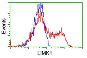 LIMK1 / LIMK Antibody (clone OTI3H6)