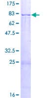 Human APCDD1 Protein (Recombinant GST)