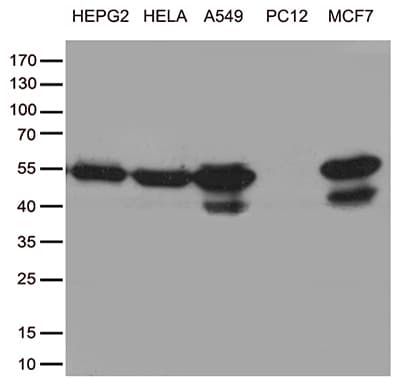 TANK Antibody (clone OTI1G2)