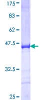 Human GOLIM4 / GPP130 Protein (Recombinant GST, N-terminus)