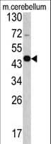 GAS7 Antibody (aa438-465)