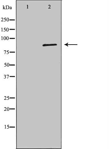 CUL2 / Cullin 2 Antibody