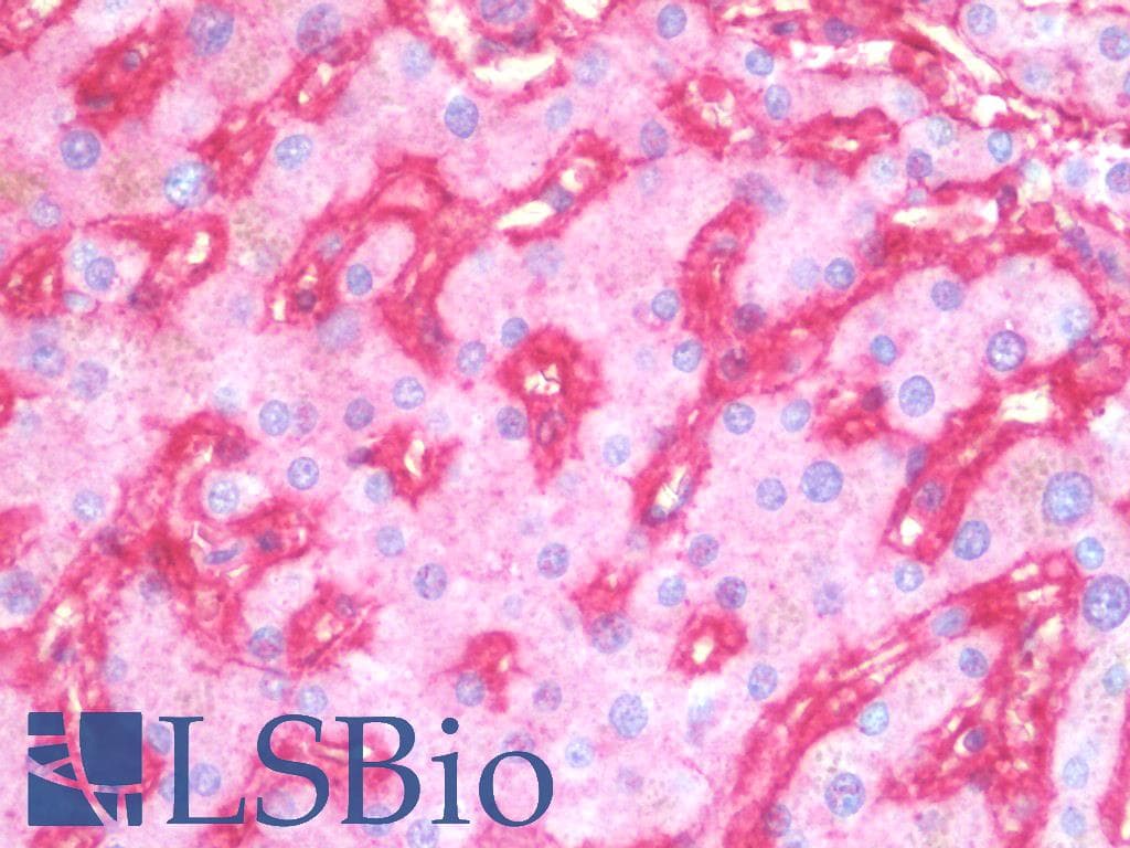 IHC-plus™ ITGB1 / Integrin Beta 1 / CD29 Antibody (clone 4B7R, Azide-free)