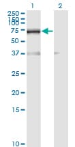 Monoclonal Mouse anti-Human RBM39 Antibody (clone 4G8, IHC, IF, WB)