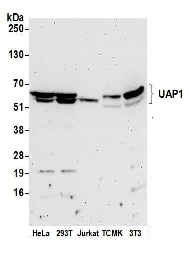 UAP1 Antibody (aa472-522)
