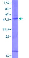 Human IFNA5 / Interferon Alpha 5 Protein (Recombinant GST)