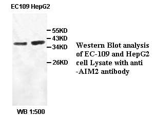 Polyclonal Rabbit anti-Human AIM2 Antibody (IHC, WB)