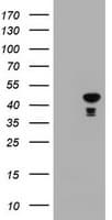 CBX8 Antibody (clone OTI5F3)