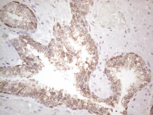 PODXL / Podocalyxin Antibody (aa32-461, clone OTI2C6)