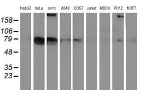 LRRC50 Antibody (clone OTI4H3)